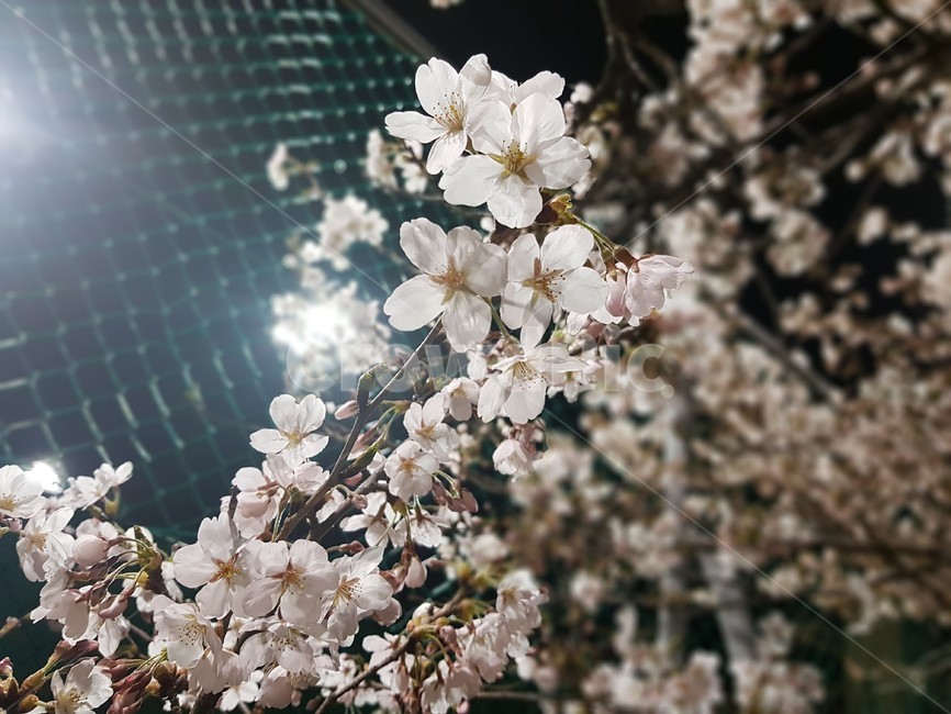 벚꽃,봄,철조망,봄꽃,밤벚꽃,벚꽃놀이,밤산책