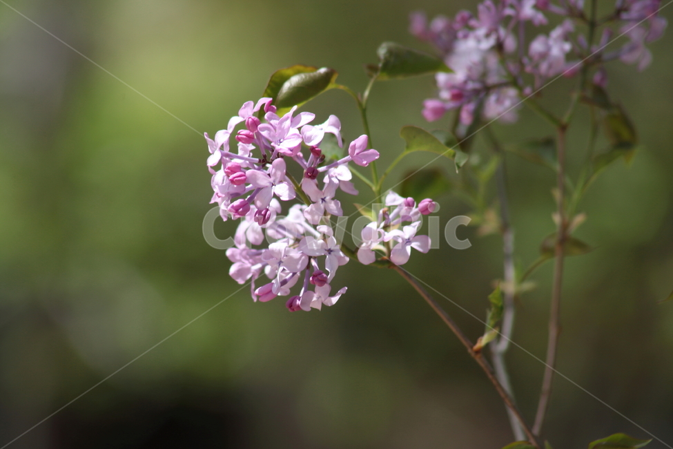 라일락,수수꽃다리,라라꽃,봄,commonlilac