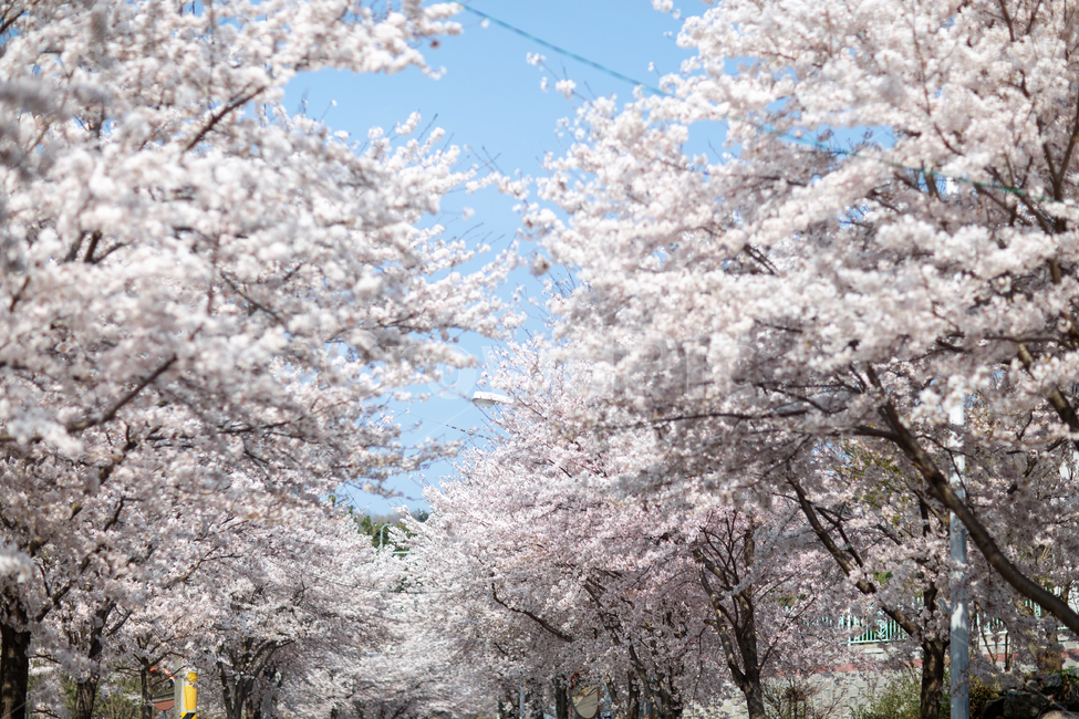 벚꽃,봄,꽃,터널,가로수,나무,하늘,만개,봄꽃,flower,blossom,plant,힐링,스냅,휴식,풍경,드라이브,벚나무,일상,풍경배경,배경,꽃배경