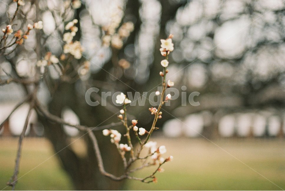 꽃,나무,식물,하얀꽃,꽃가지,필름,film,flower