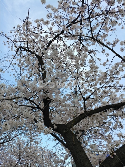 벚꽃,여의도,flower,yeouido,cherryblossoms,spring,식물,자연,plants,nature,꽃,flower
