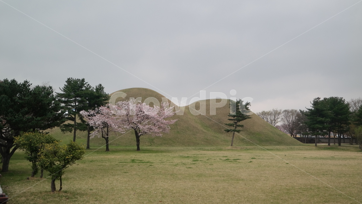대릉원,경주,고분,벚꽃,나무,언덕,자연,한국,gyeongju,cherryblossom,tree,hill,nature,korea,자연,풍경,nature,landscape,한국자연풍경,한국자연경관,korea nature landscape,한국전통,한국문화,korean traditional,korean culture,랜드마크,landmark,tourist attraction,한국랜드마크,한국관광지,한국명소,korea landmark,korea tourist attraction,field,들,grassland,목초지,outdoors,옥외