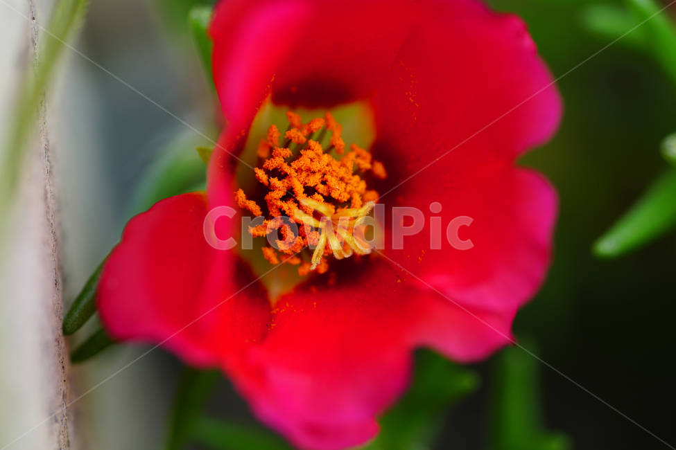 채송화,꽃,플라워,자연,여름꽃,flower,nature,여름,summr,6월,june,접사,macro,rosemoss,portulacagrandiflora,식물,plants,식물,자연,plants,nature,꽃,flower