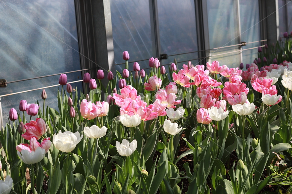 꽃,식물,화원,봄,정원,튤립,온실,봄,계절,spring,season,식물,자연,plants,nature,꽃,flower,plant,blossom