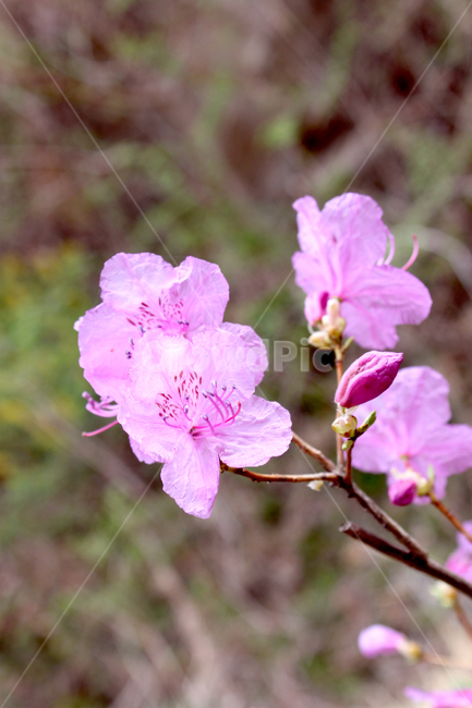 진달래,꽃,봄,분홍,azalea,flower,plant,식물