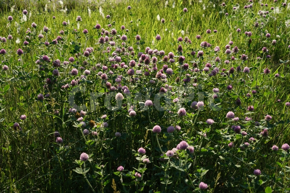 봄,계절,천일홍,분홍,식물,야외,자연,초록색,꽃,야생화,식물,자연,plants,nature,꽃,flower