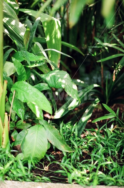 풀잎,식물원,나무,야자수,초록,필름,녹색,식물,자연,plants,nature