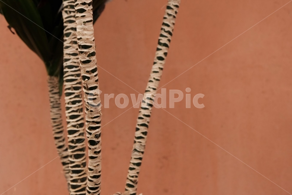 나무,줄기,무늬,나무무늬,특이한무늬,배경,살색,식물,자연,plants,nature