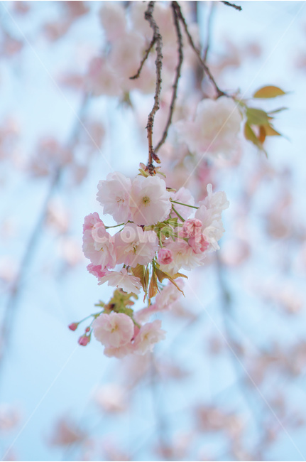 봄,꽃,벚꽃,겹벚꽃,나무,봄,계절,spring,season,식물,자연,plants,nature,꽃,flower,감성,sensible,feeling,plant,blossom