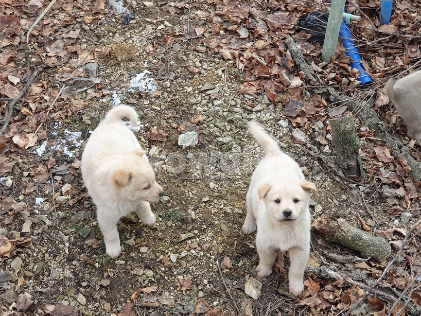강아지,노는모습,귀여움,암컷,숫컷
