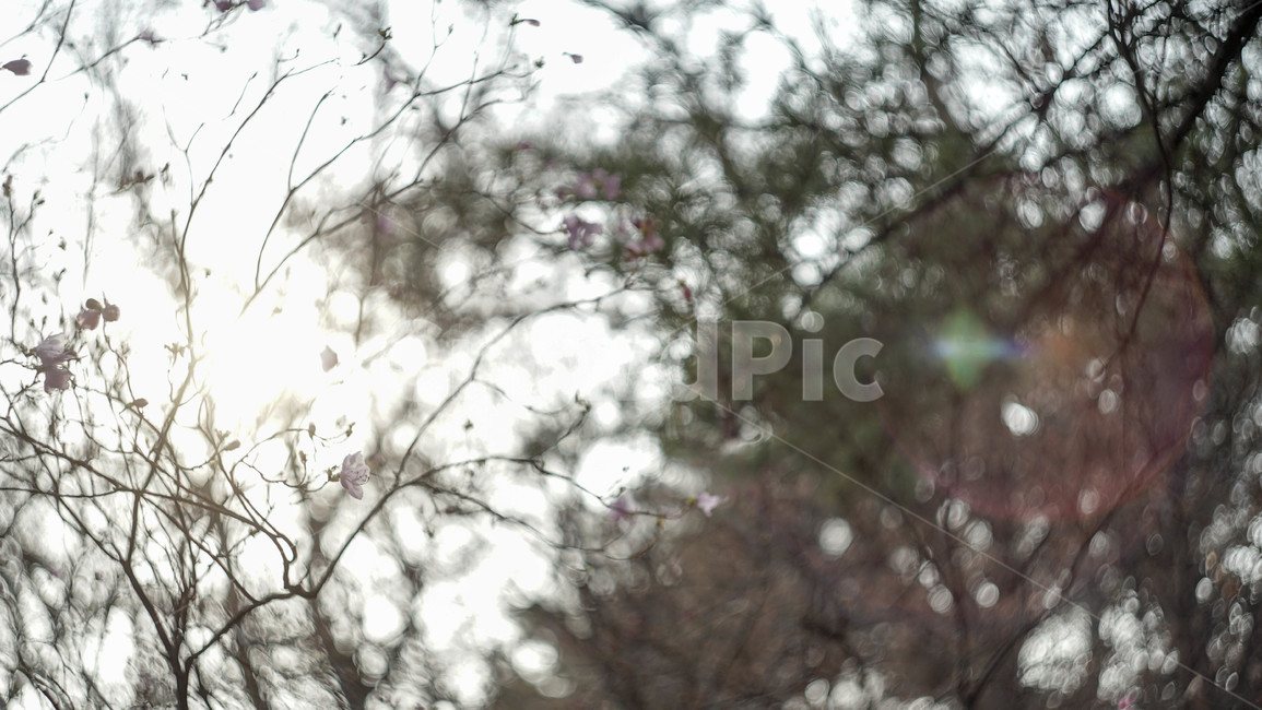 꽃배경,꽃,봄,꽃한송이,배경,편안한,빛,봄,계절,spring,season,식물,자연,plants,nature,꽃,flower,휴식,힐링,rest,relaxation,healing