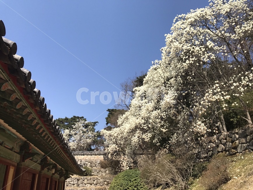 풍경,목련,사찰,봄,절