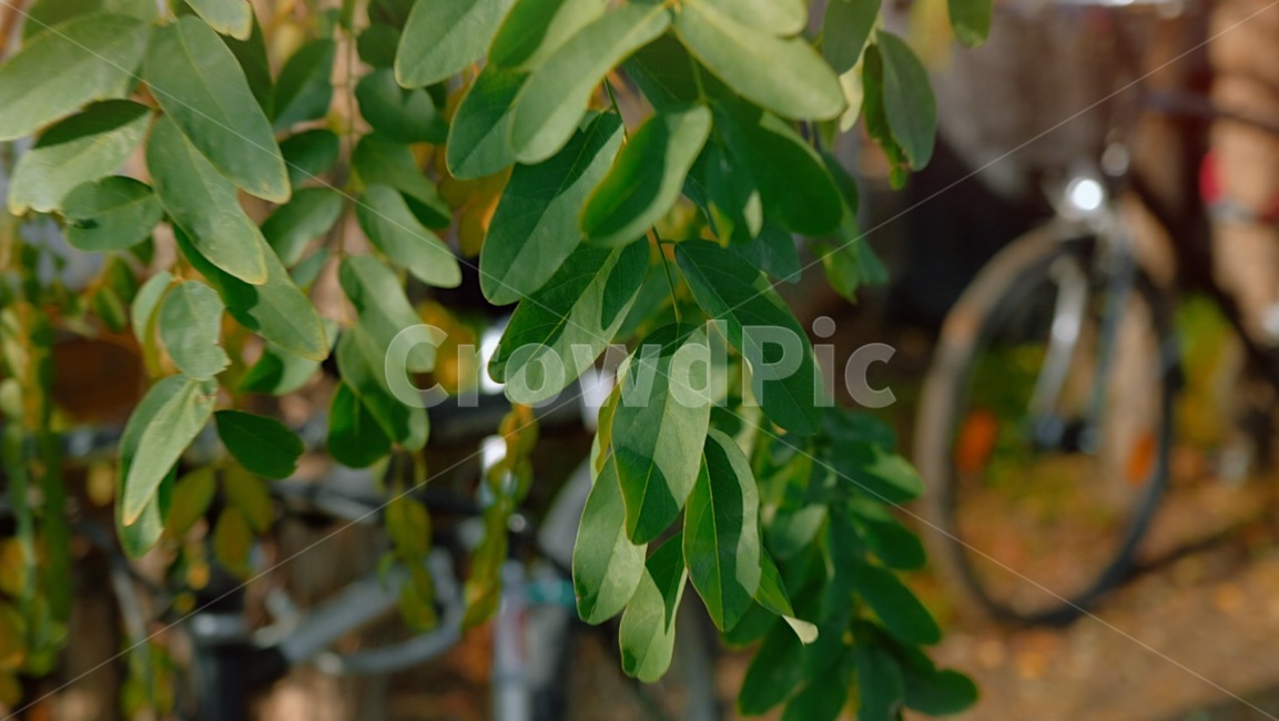 plant,식물,나뭇잎,초록잎,파릇파릇,green,leaf,leaves,tree,나무,공원,초록색