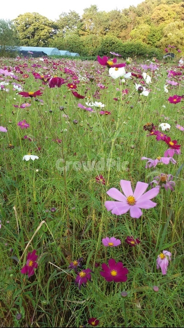 코스모스,가을에,시골마을,녹색바다,들판,식물,자연,plants,nature,꽃,flower