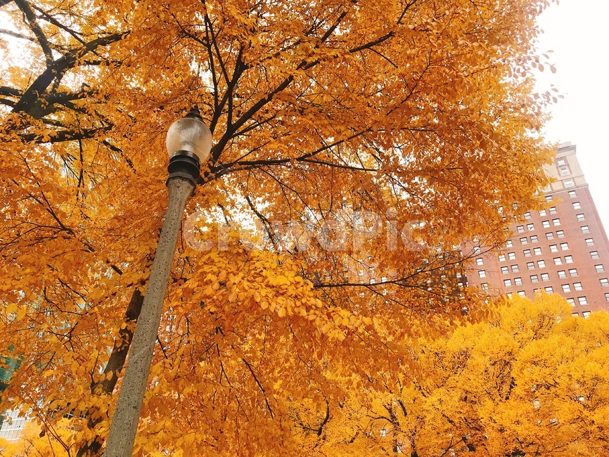가을,공원,단풍,가로등,노랑,자연,나무,미국,시카고,light,가을,계절,fall,autumn,season,식물,자연,plants,nature,나무,trees,wood,tree,plant,maple