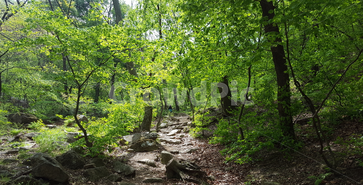 산,숲,자연,나무,식물,감성,풍경,mountain,forest,nature,tree,emotion,green,초록,자연,풍경,nature,landscape,ground,바닥,path,통로,plant