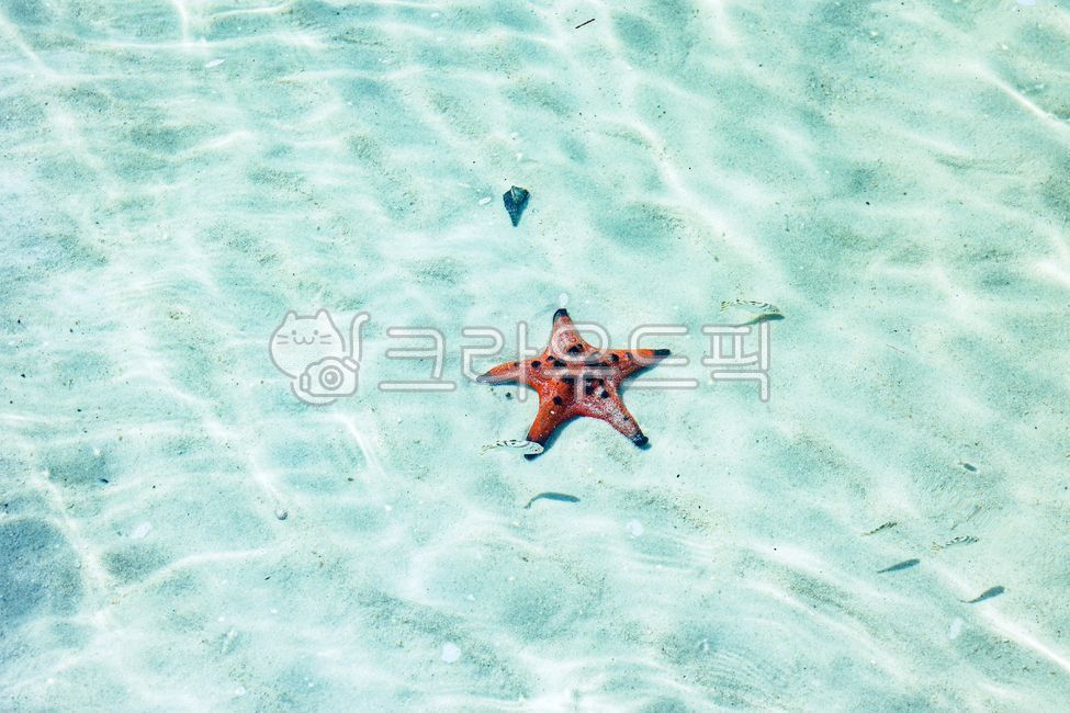 Beach,blue sea,ocean,starfish,summer
