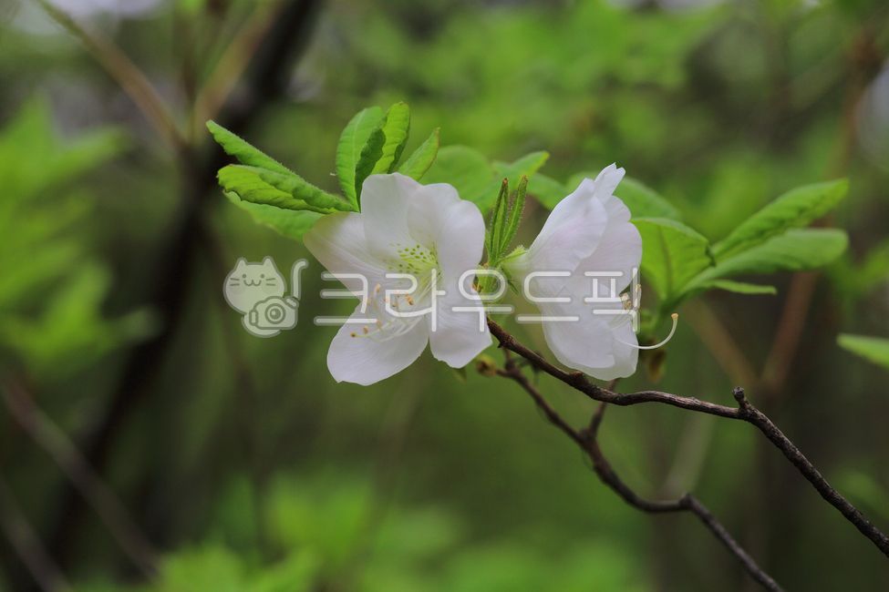 White azalea,rhododendron,spring flower,flower background,flower,spring,blooming,in full bloom,full bloom,scenery,nature,news of spring,plant,wildflower,mountain,outdoors,tree,hiking,background,green,beautiful,beauty,brilliant,petal