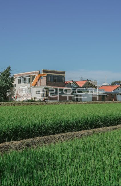 country,blue sky,rural,house,bluegreen,building,grass,village,pasture,green,nature,countryside,rice field,barley,rural village,rice,grassland,outdoors,field,pastel tone,landscape,ear of rice,rural landscape