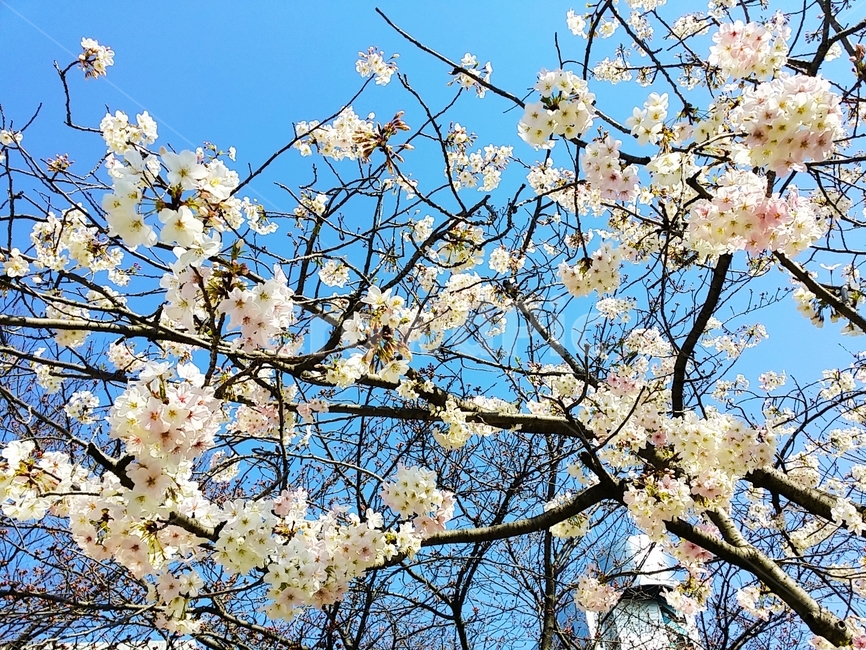 벚꽃,후쿠오카벚꽃,백벚꽃,벚꽃축제,니시공원,공원