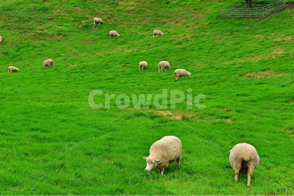 field,들,grassland,outdoors,옥외,nature,강원도,평창,대관령,양떼목장,자연,sheep,양,animal,동물,mammal,포유류,grazing,방목,farm,rural,농촌,meadow,목초지,ranch,농장,pasture,목장,경치,경관,풍경,구름,동물,animal,포유류,mammal,목축업,목장,livestock farming,ranching,pasture
