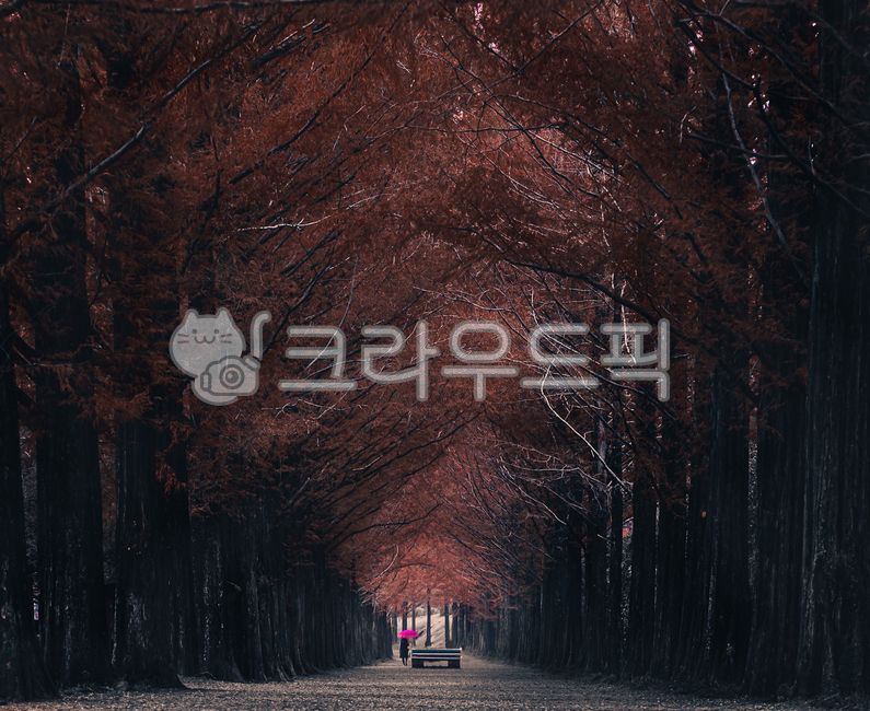 forest,colonnade,walking path,Garosugil,walk,Maple,metasequoia