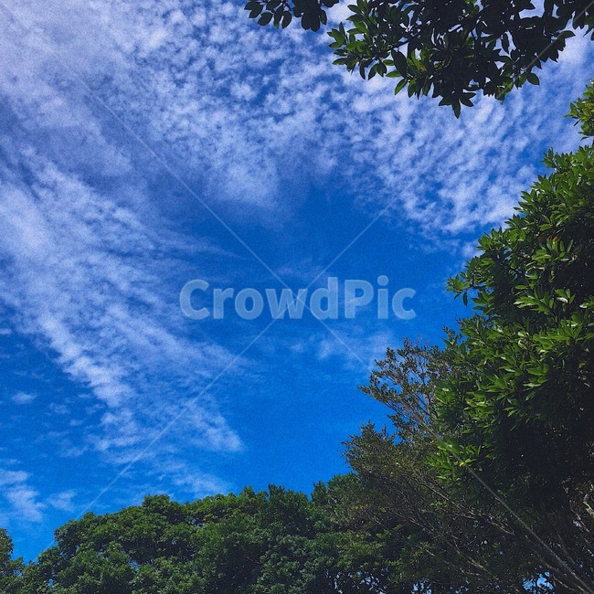하늘,구름,나무,풍경,파란하늘,자연,풍경,nature,landscape,outdoors,옥외,weather,날씨
