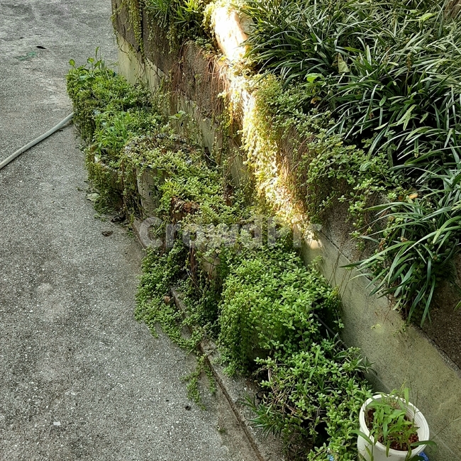 초록,green,plant,식물,식물들,화분,햇빛