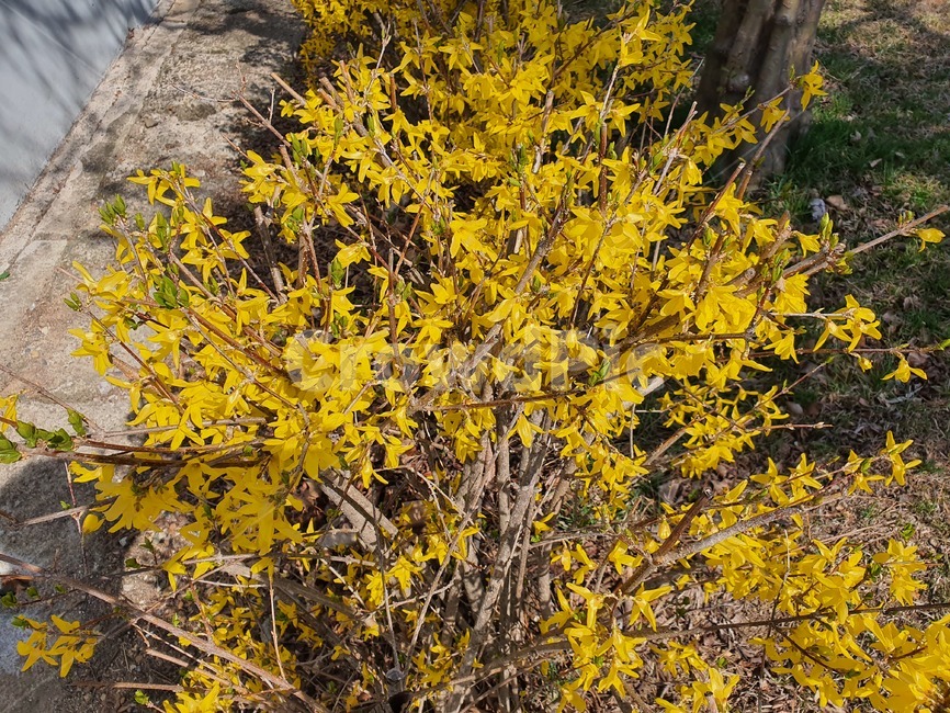 plant,식물,꽃,노란꽃,flower