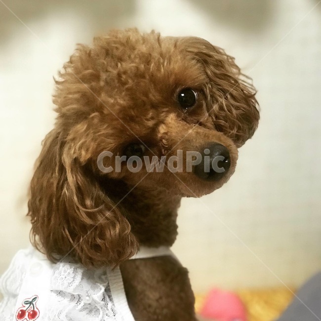 강아지,푸들,개,강아지모델,애프리푸들,강아지일상,강아지화보,소형견