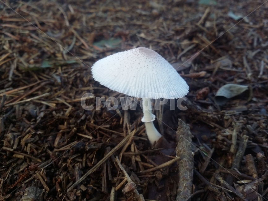 버섯,식물,자연,땅,나뭇가지,버섯,mushroom