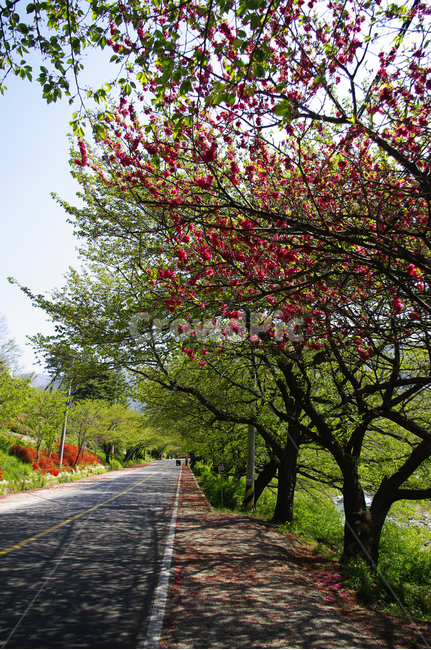 하동,길,벚꽃나무,식물,plant,봄,spring,초록,꽃,flower,자연,풍경,nature,landscape,tree,나무