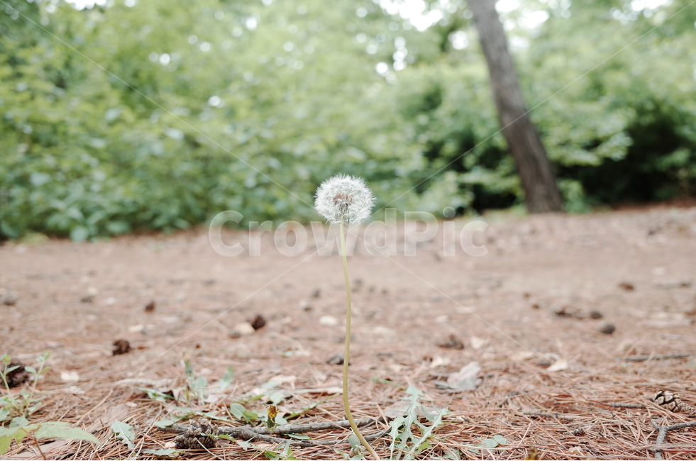 꽃,민들레,풍경,플라워,자연,식물,자연,plants,nature,꽃,flower,감성,sensible,feeling