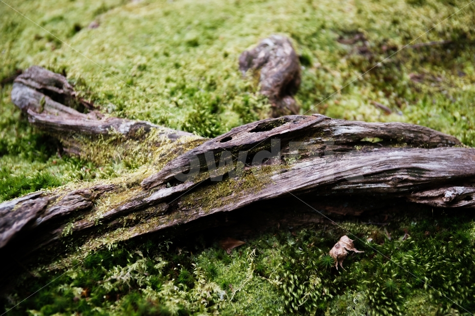 사물,감성,색감,이끼,고목,흔적,시간,오랜,식물,자연,plants,nature,풍경,landscape,plant