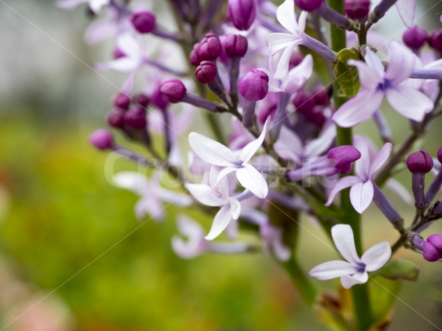 라일락,향기,봄,꽃,lilac,flowers,spring,식물,자연,plants,nature,꽃,flower