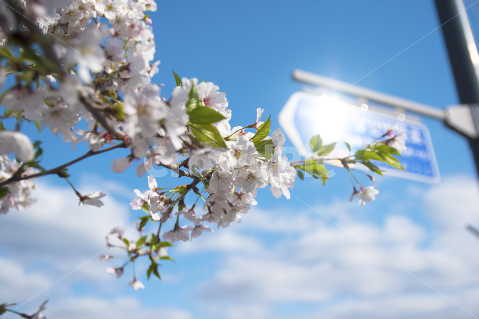 벚꽃,봄,하늘,계절,봄꽃,봄,계절,spring,season,식물,자연,plants,nature,꽃,flower,plant