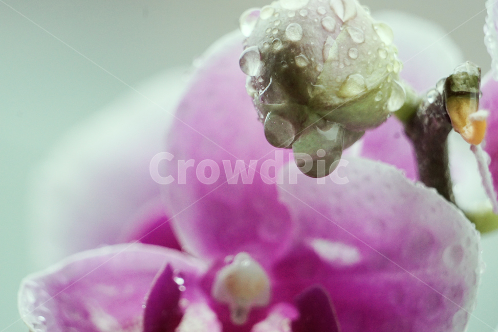 호접란,서양난,꽃,접사,생화,화분,plant,nature,flower,초접사