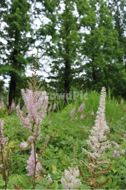 꽃,식물,분홍,초록,자연,flower,plants,pink,green,nature,hana,shokubutsu,pinku,midori,식물,자연,plants,nature,꽃,flower