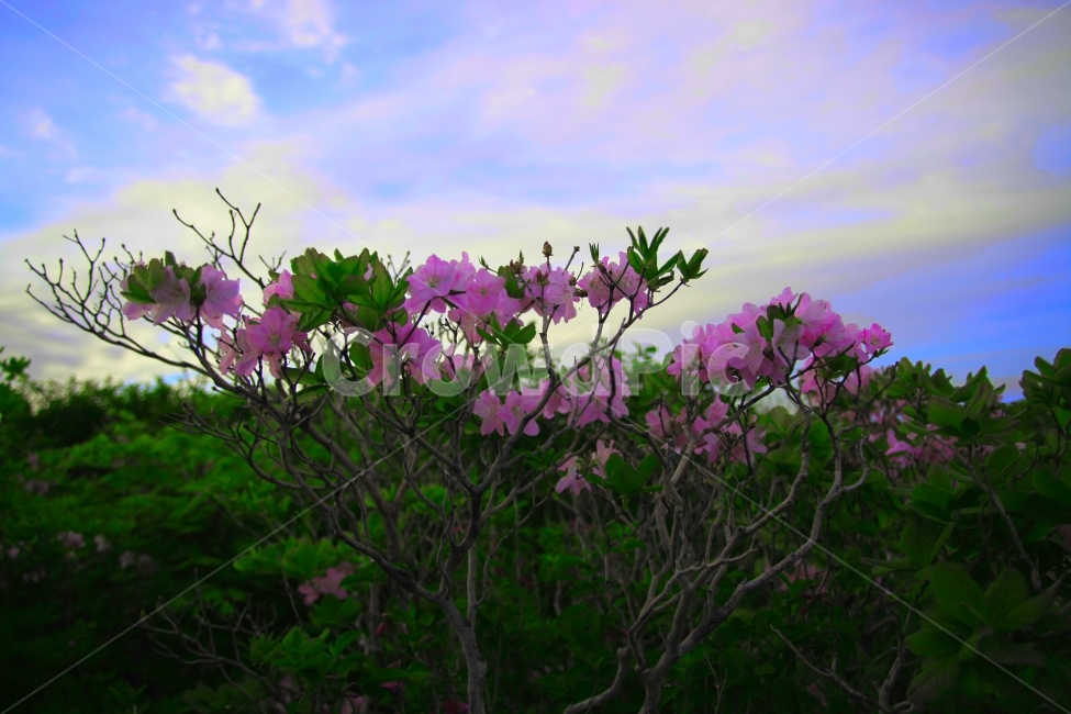봄,철죽,태백산,하늘,등산,일출,고도,강원도,구름,식물,자연,plants,nature,꽃,flower