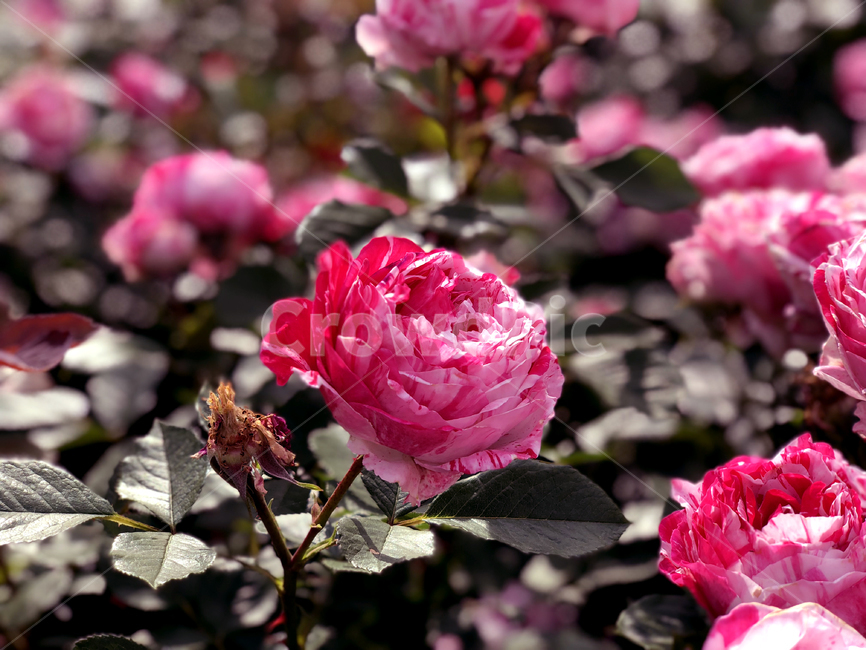plant,식물,flower,꽃,rose,장미,붉은장미,봄,향,꽃송이