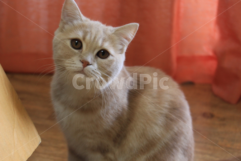 고양이,보리,귀여움,브리티쉬숏헤어,말썽꾸러기