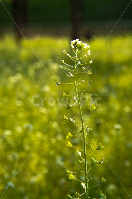 벚꽃,공원,꽃,봄,봄꽃,나무,역광,벚꽃나무,푸름,맑음,식물,자연,plants,nature,봄,계절,spring,season,꽃,flower,plant