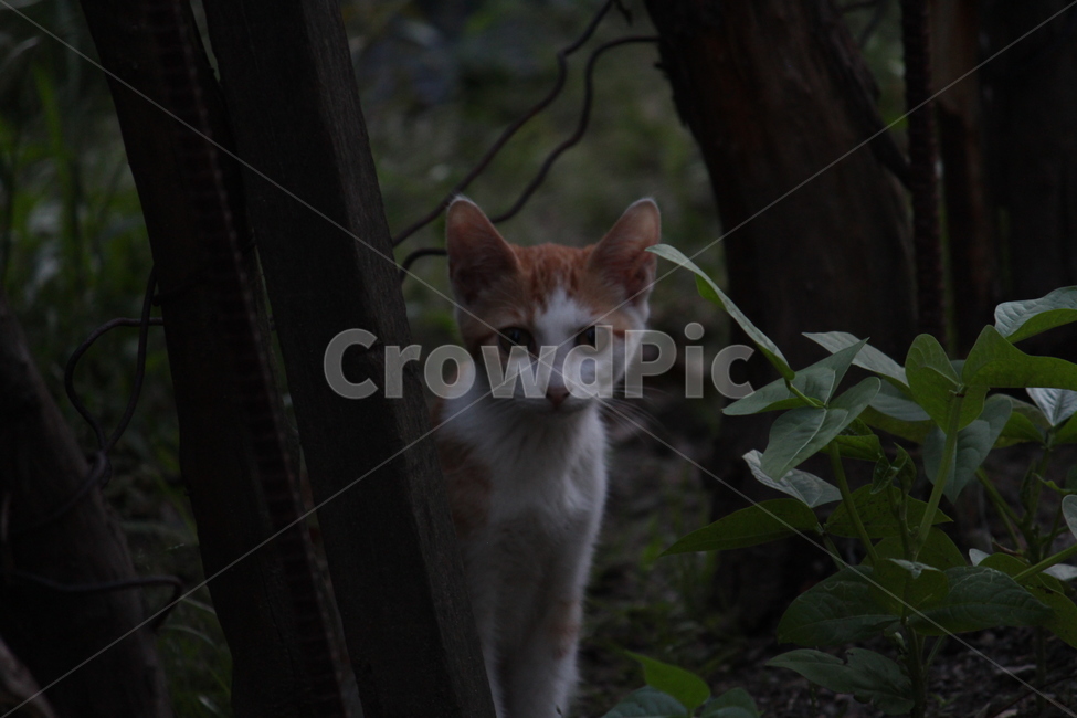고양이,아기고양이,길고양이,반려동물,시선,동물,animal,포유류,mammal,고양이,cat,kitten,kitty
