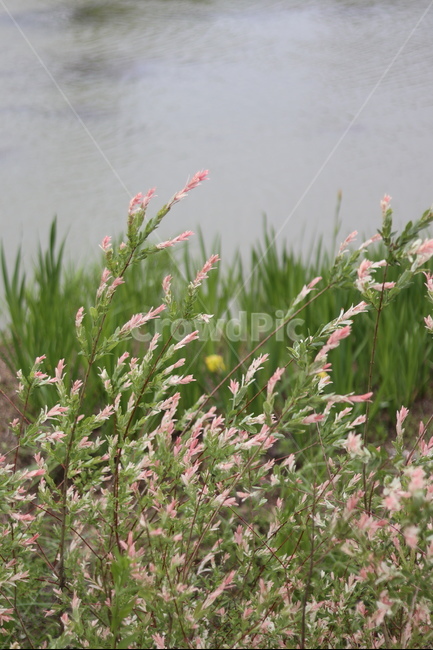 오색버드나무,자연,풍경,핑크,흰색,봄,식물,자연,plants,nature