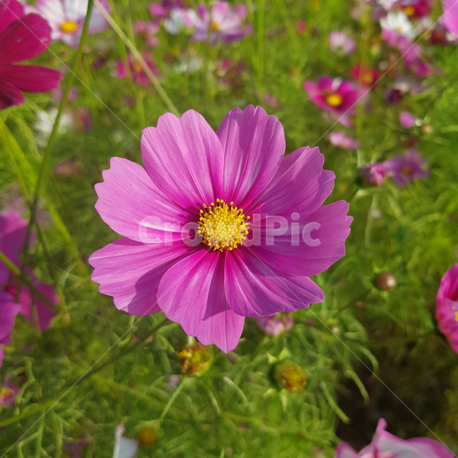 꽃,분홍,자연,blossom,plant,식물,식물,자연,plants,nature,꽃,flower