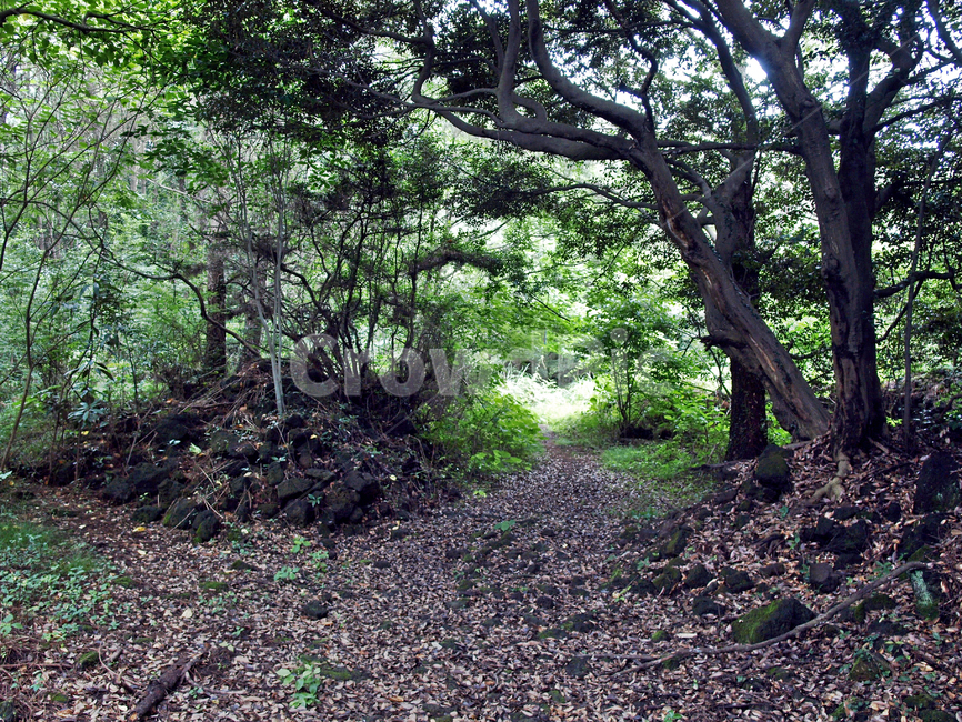 곶자왈,농로,솔숲,제주,올레19코스,올레길,숲길,자연,풍경,nature,landscape,ground,바닥,tree,나무,plant,식물,tree trunk,나무 줄기