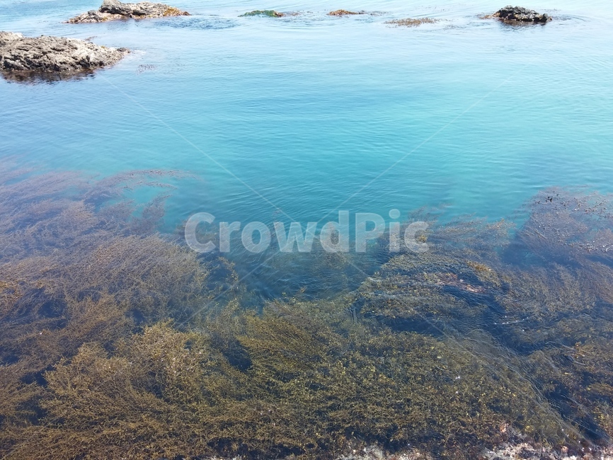 바다,sea,water,물,바다속,투명,동해,포항,수초,eastsea