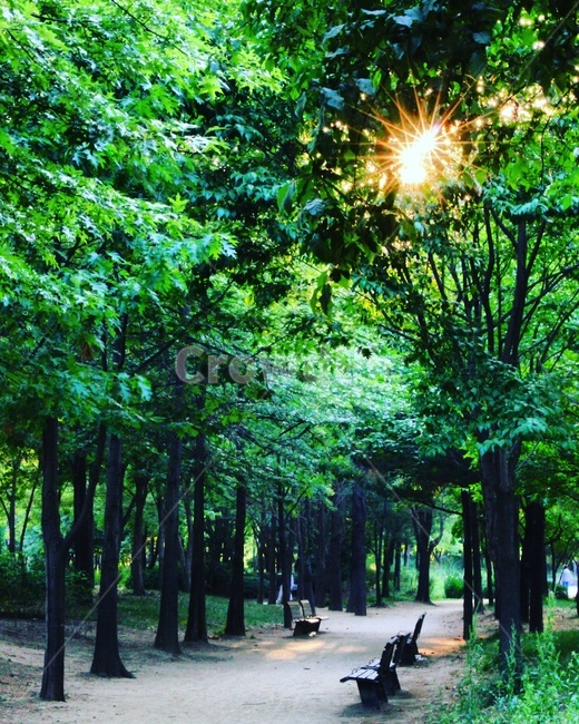 공원,나무,감성,감성사진,풍경,풍경사진,숲,빛,녹색,휴식,자연,풍경,nature,landscape,휴식,힐링,rest,relaxation,healing,light,flare,플레어