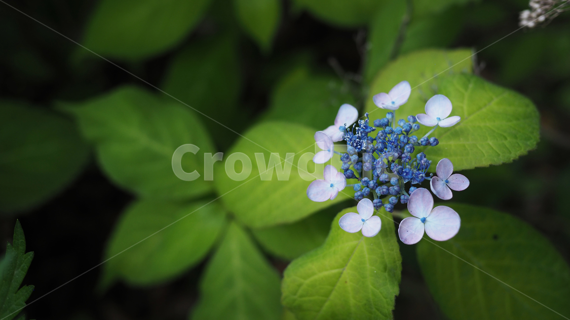 야생화,꽃,green,wildflower,flowers,park,공원