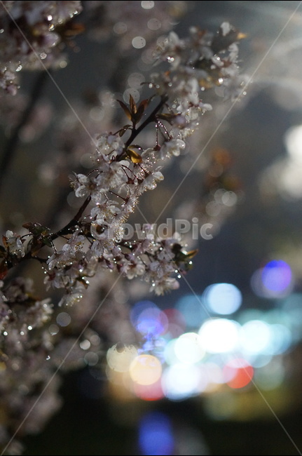 매화,야경,빛,비,우중,보케,봄,풍경,봄,계절,spring,season,야경,밤,풍경,nightscape,night,landscape,식물,자연,plants,nature,꽃,flower,outdoors,옥외,ice,빙